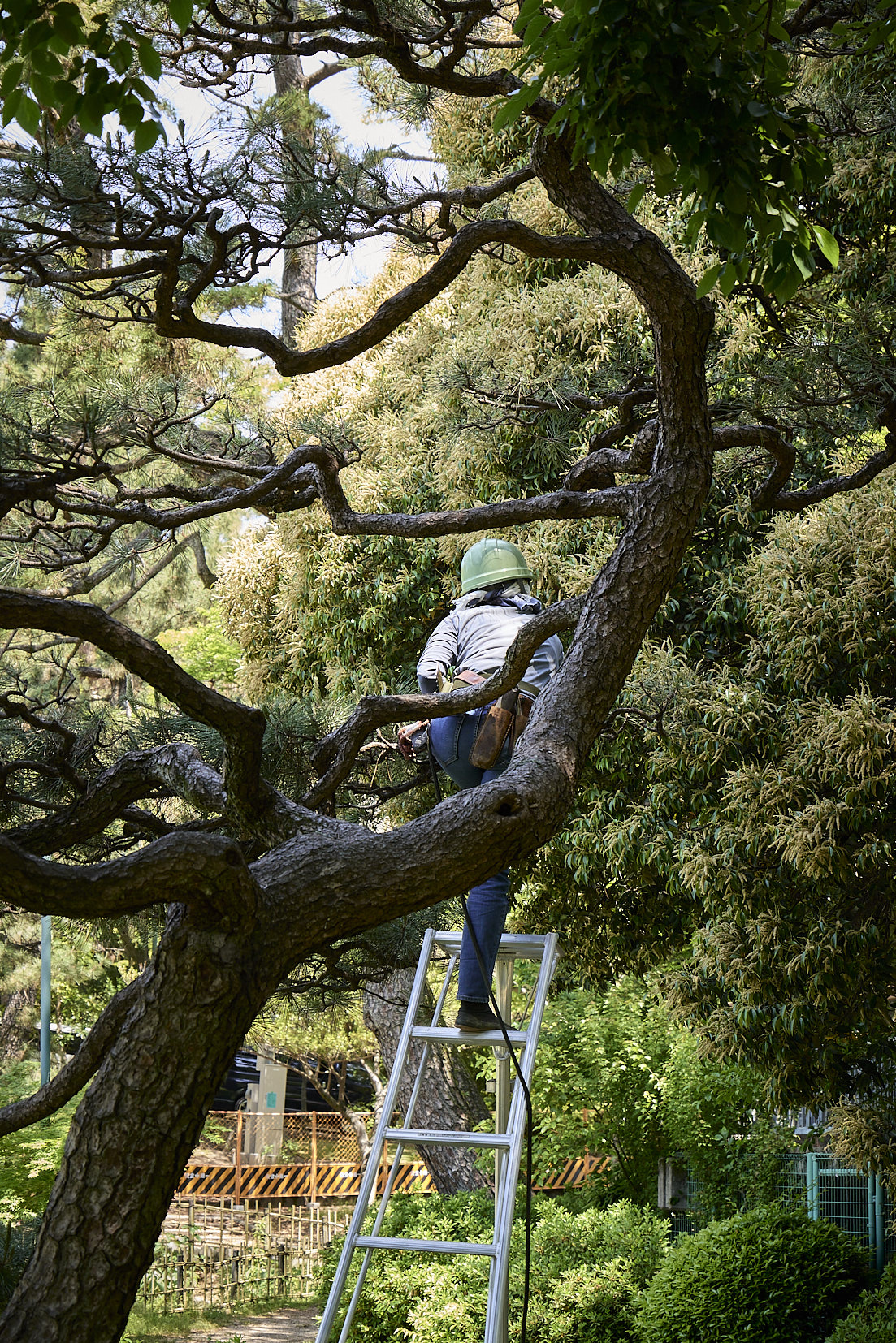 Gardeners pruning tree branches in Tsurumai Park, Nagoya.